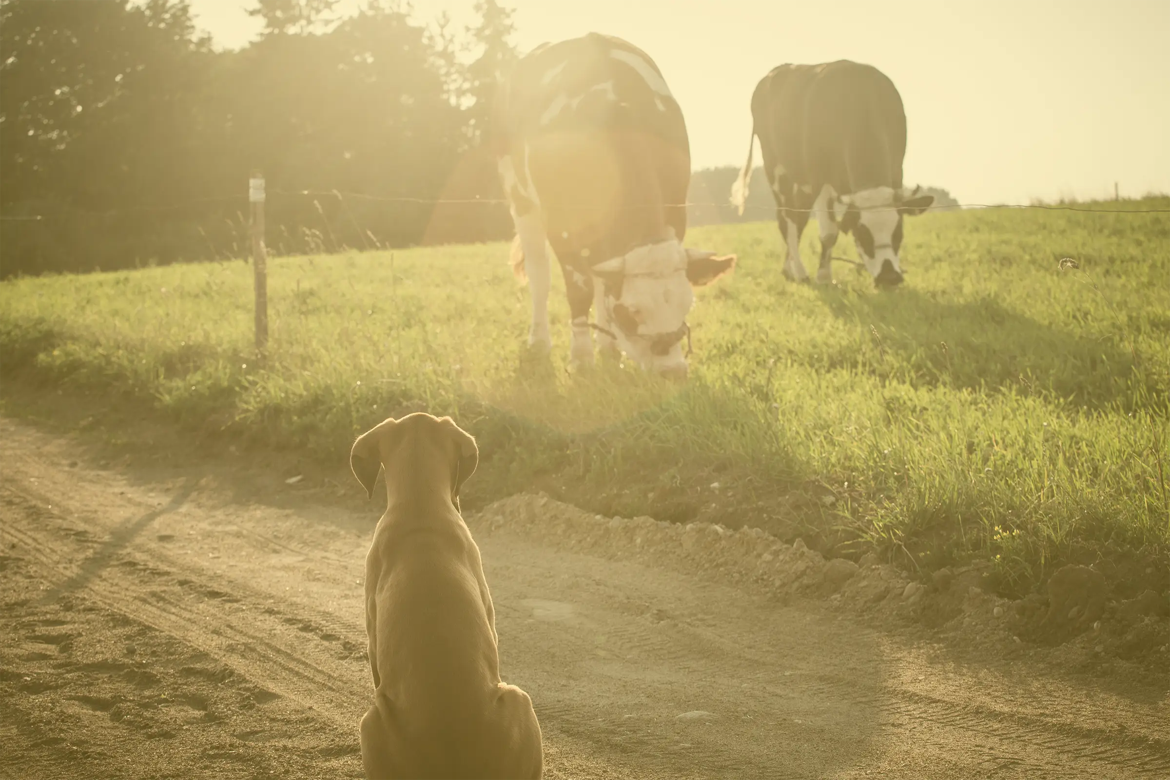 Dog sitting in dirt road watching cows graze on a green field