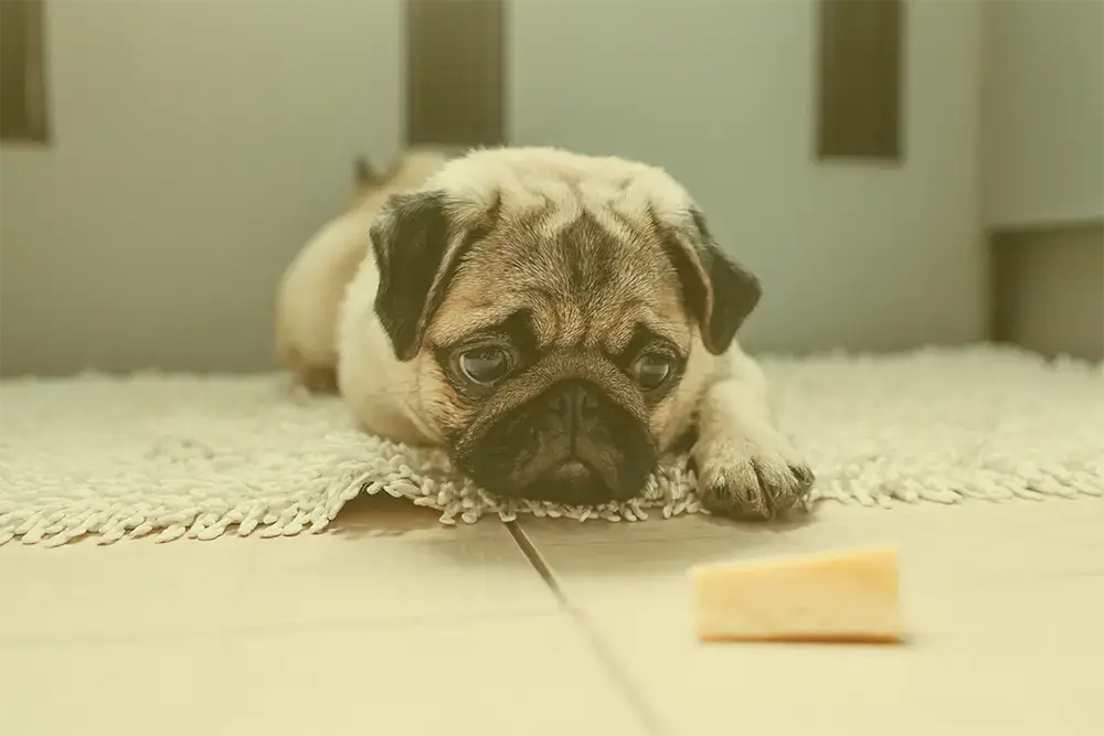Small pug puppy looking happily at a Yellow Yak chew