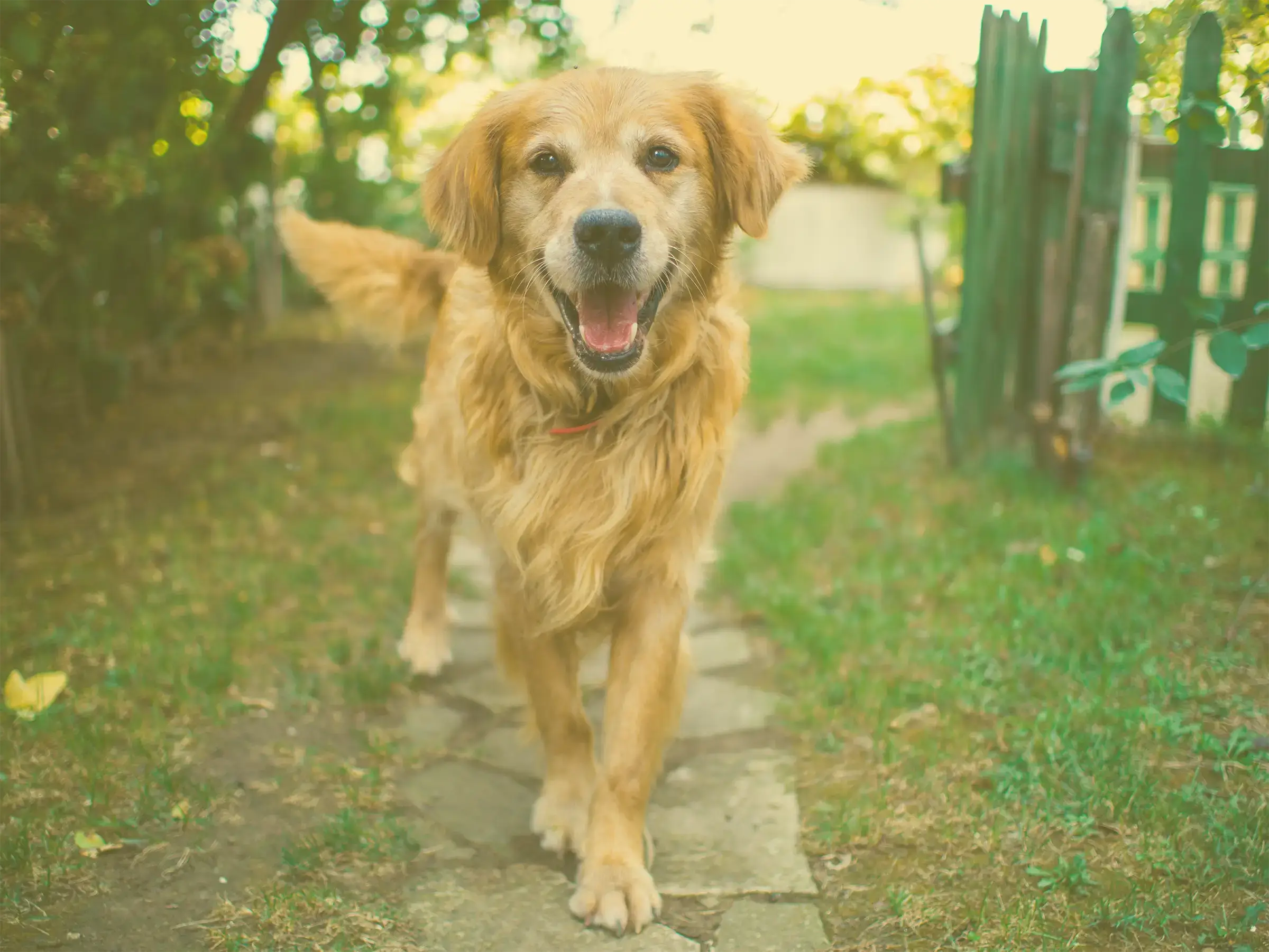 Happy golden retriever dog walking down a cobbled path