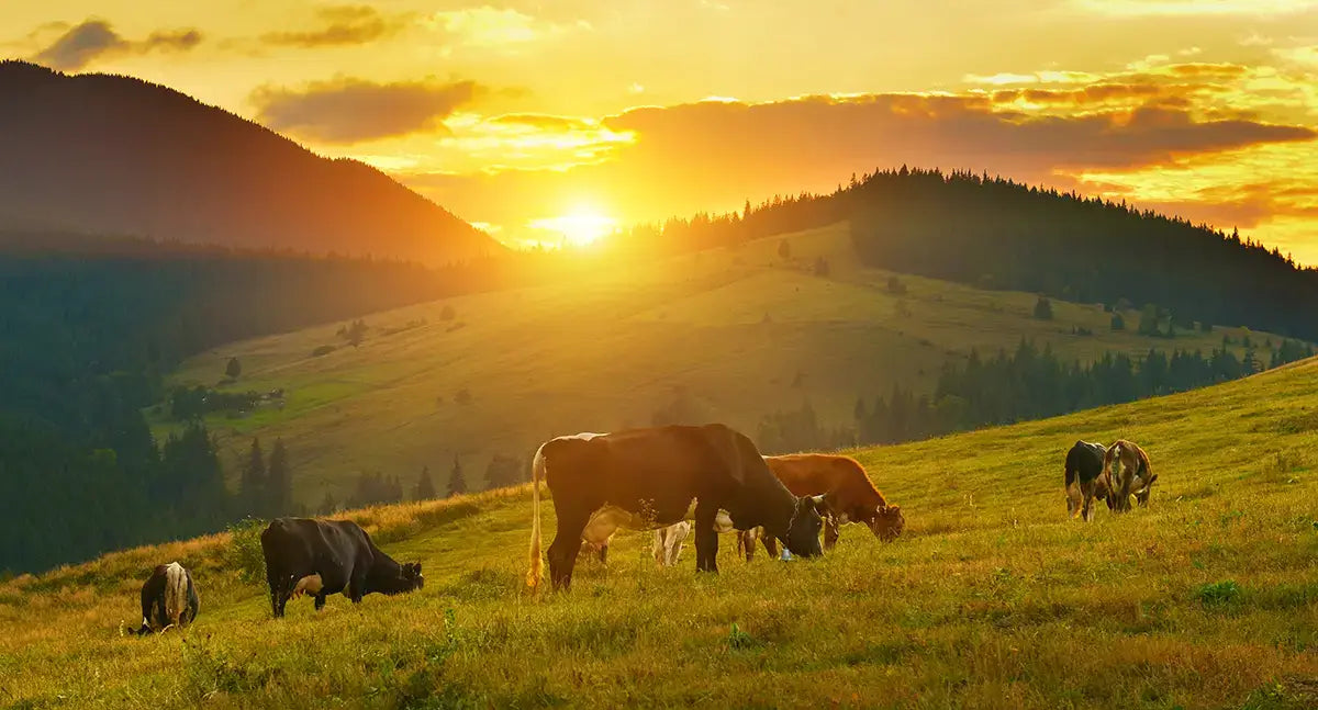 Photograph of cows grazing in a pasture